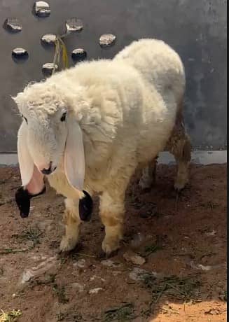 Pure kajla | Sheep | Goat | Bakra | Chatra | 4 Dant