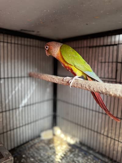 Pineaple conure breeder pair & Green cheek male  for sale