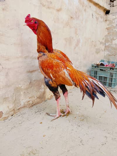 aseel murga for sale