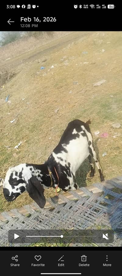 4 bakriya fo sale urgent 2 ghaban h