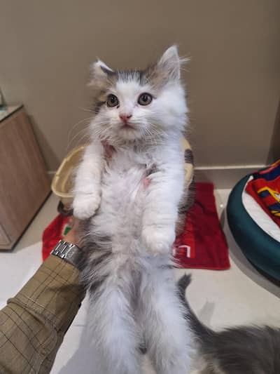 Persian cat for sale Pure breed