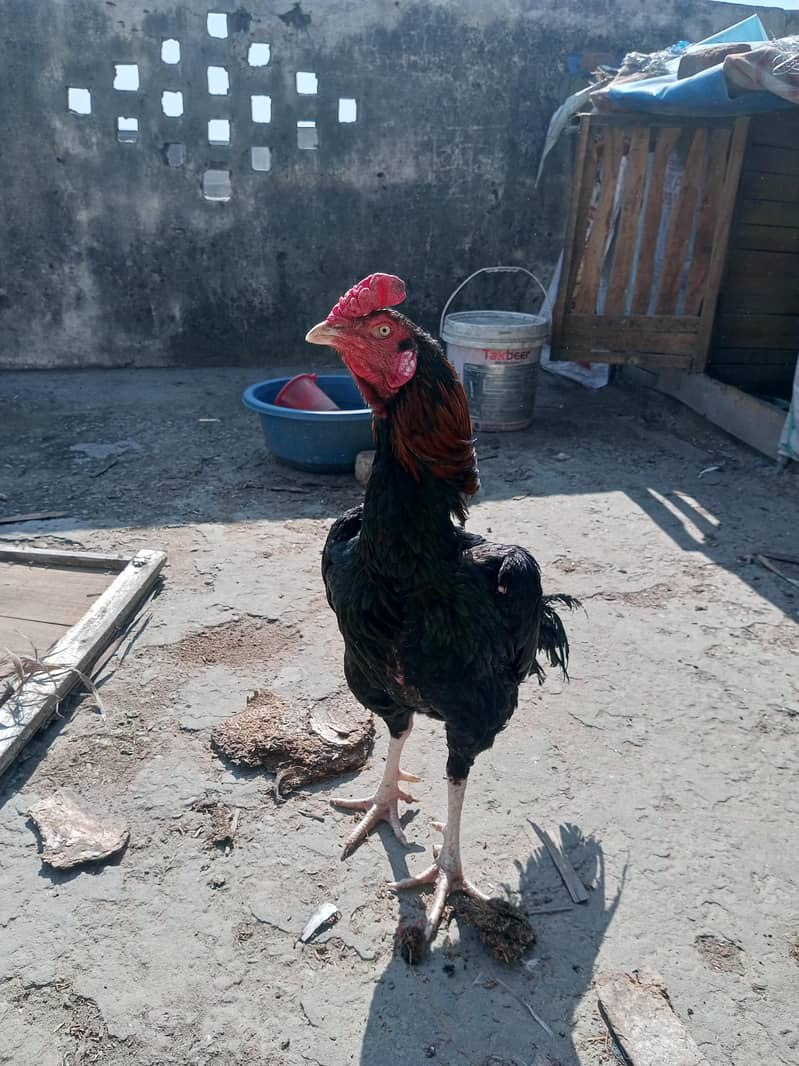 03204093025 WhatsApp 0