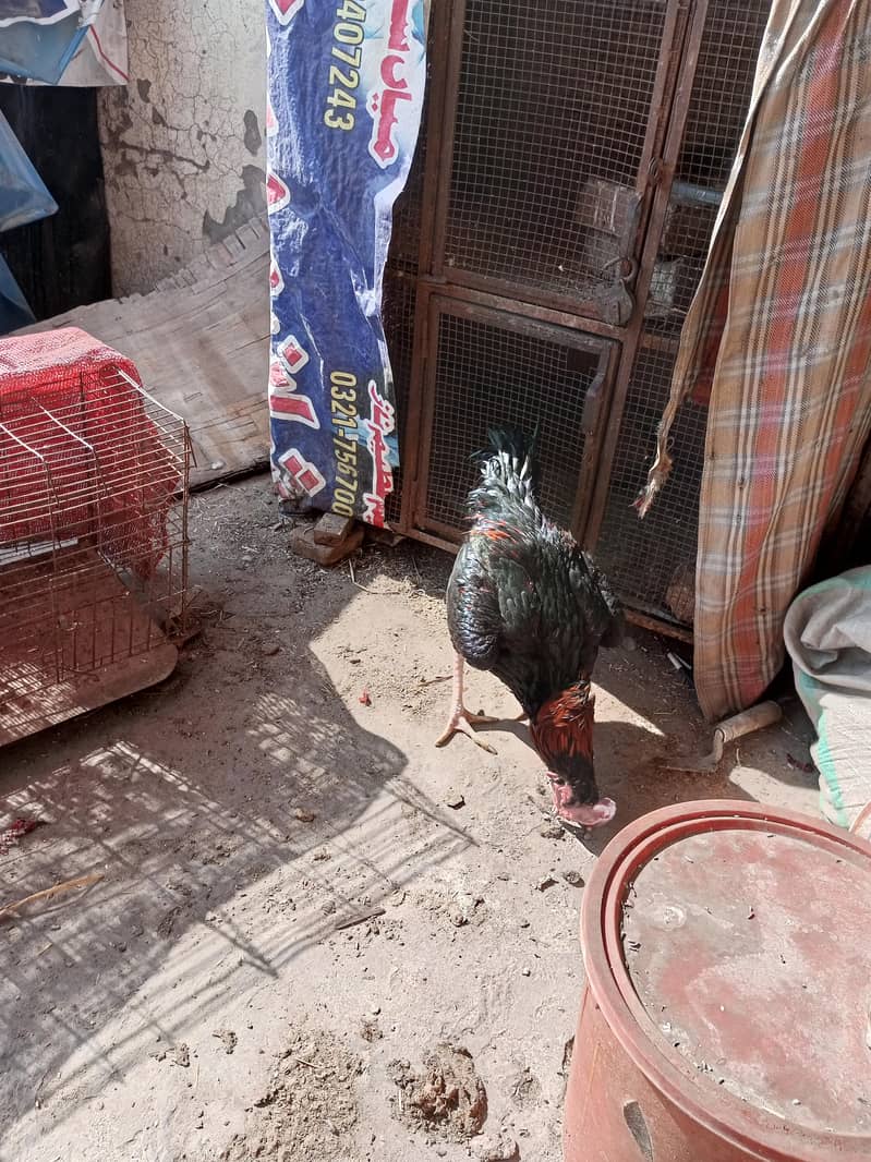 03204093025 WhatsApp 1