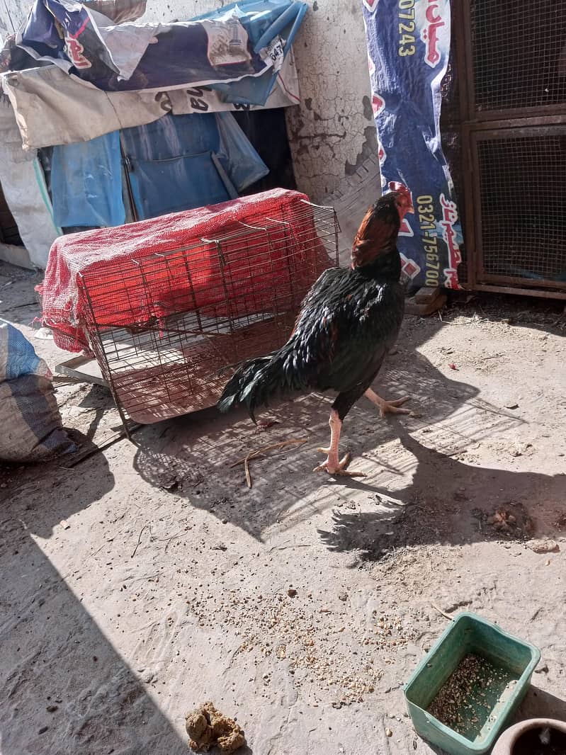 03204093025 WhatsApp 2