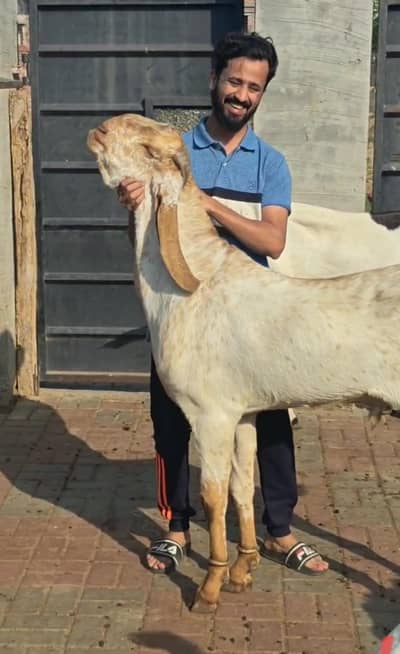 8 Healthy Goats (3 Bakray + 5 Bakrian) – Nasli aur Sehatmand