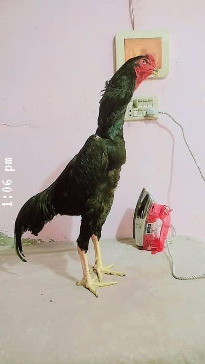 pure shamo bird jet black