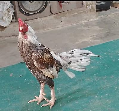 original aseel sindhi