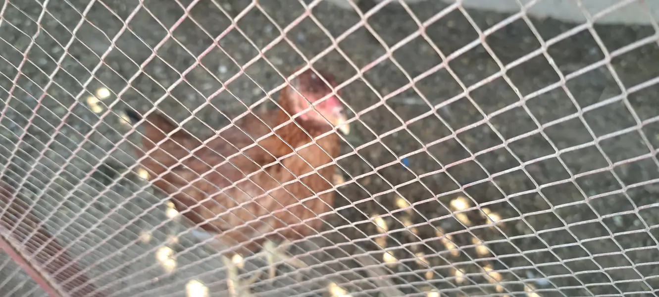 aseel hen fertile egg avail on bookking