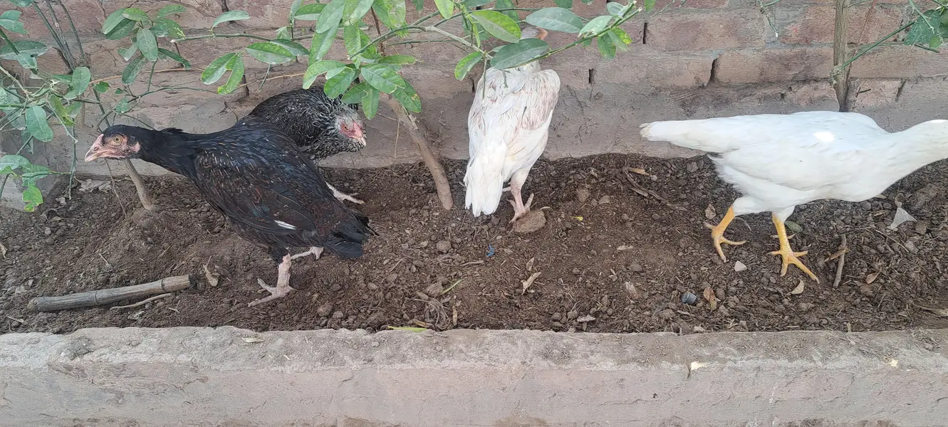 aseel hen fertile egg avail on bookking — photo 2