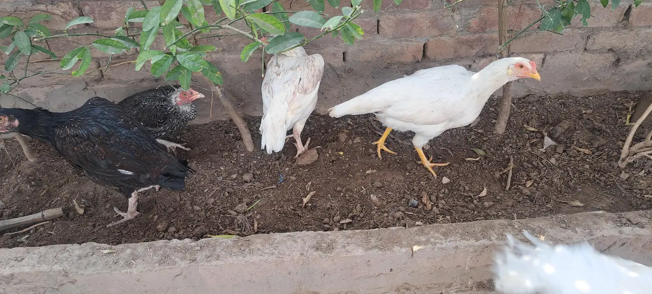 aseel hen fertile egg avail on bookking — photo 3