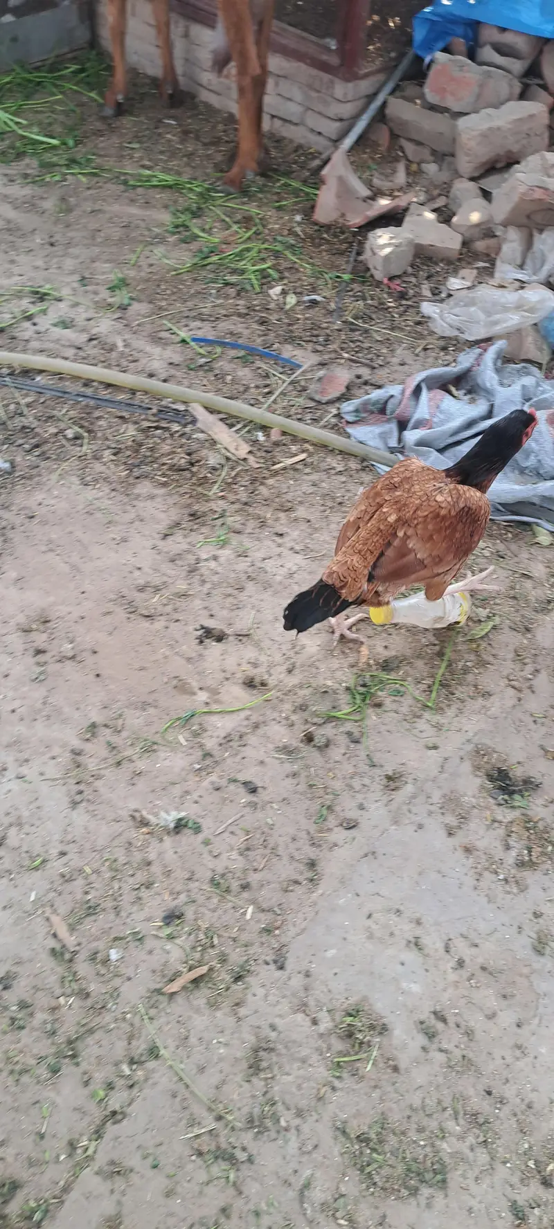 aseel hen fertile egg avail on bookking — photo 4