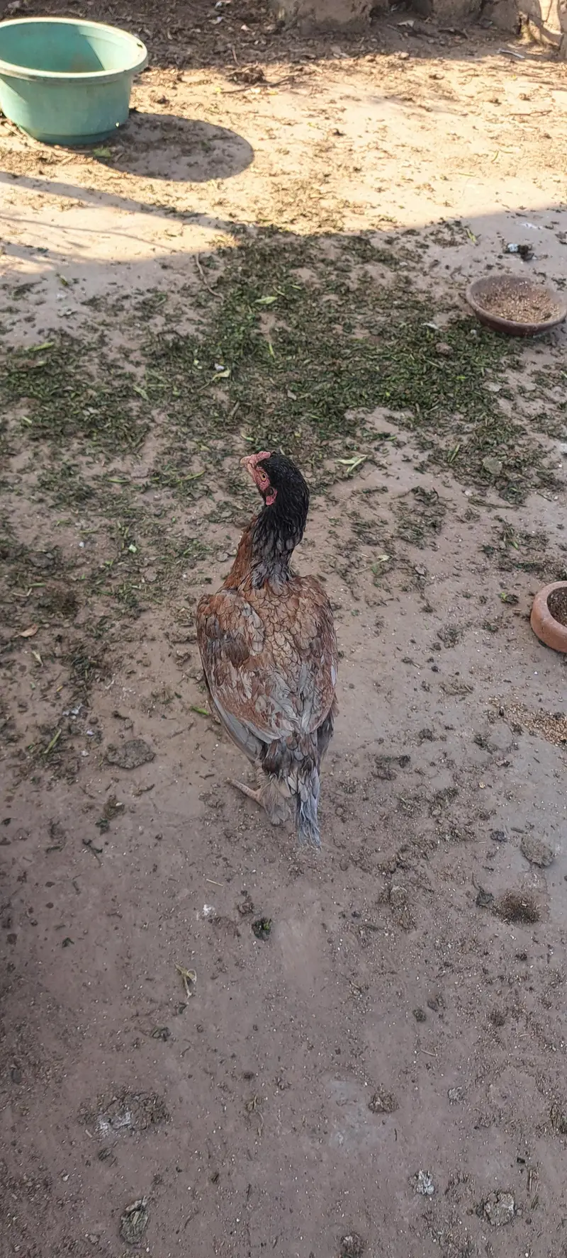 aseel hen fertile egg avail on bookking — photo 5