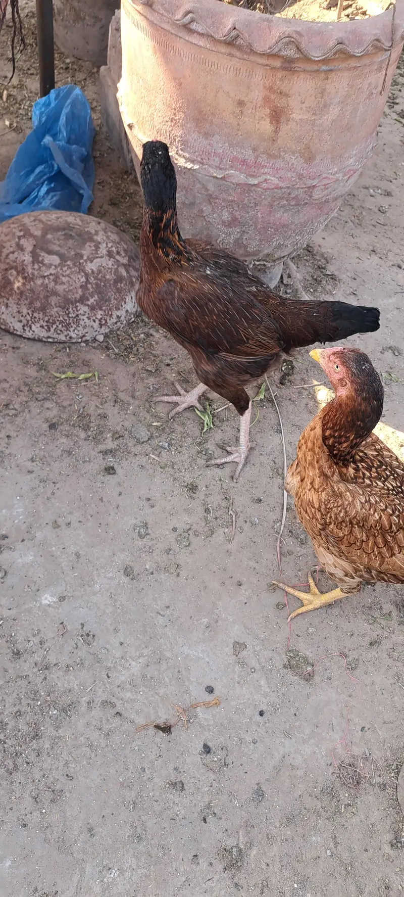 aseel hen fertile egg avail on bookking — photo 6