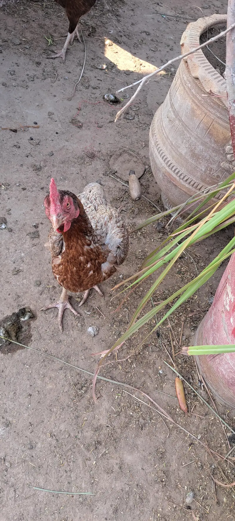 aseel hen fertile egg avail on bookking — photo 7