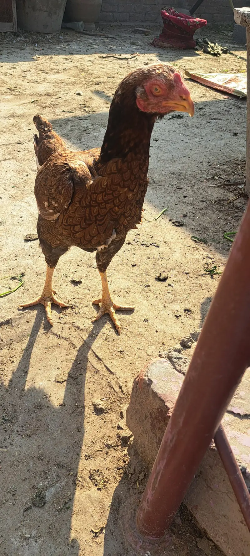 aseel hen fertile egg avail on bookking — photo 8