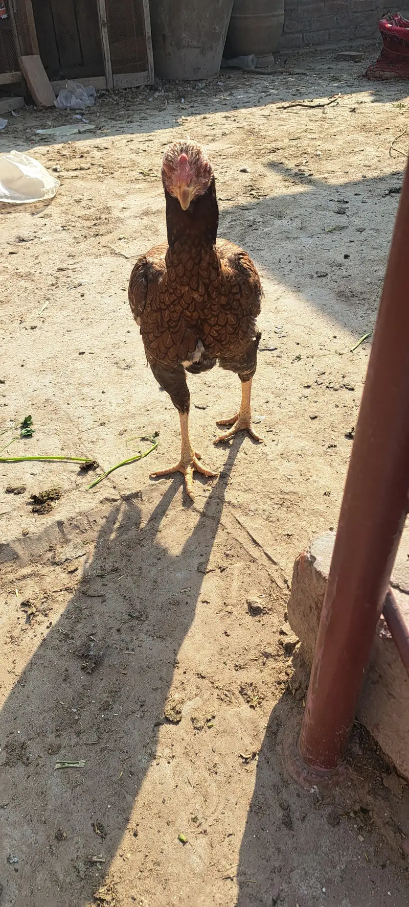 aseel hen fertile egg avail on bookking — photo 9