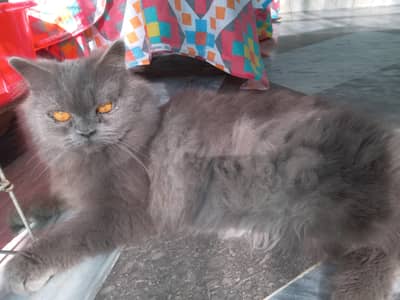 PERSIAN CAT
