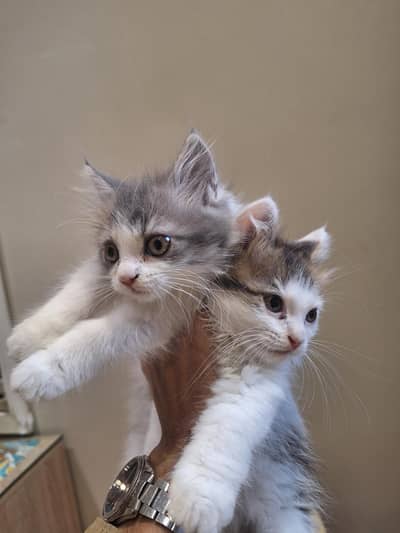 Persian cats for sale Pure breed
