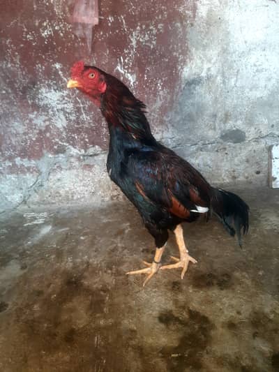 quality wali cheez ha