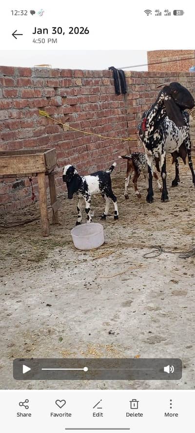 makhi cheni bakri with 2  baby