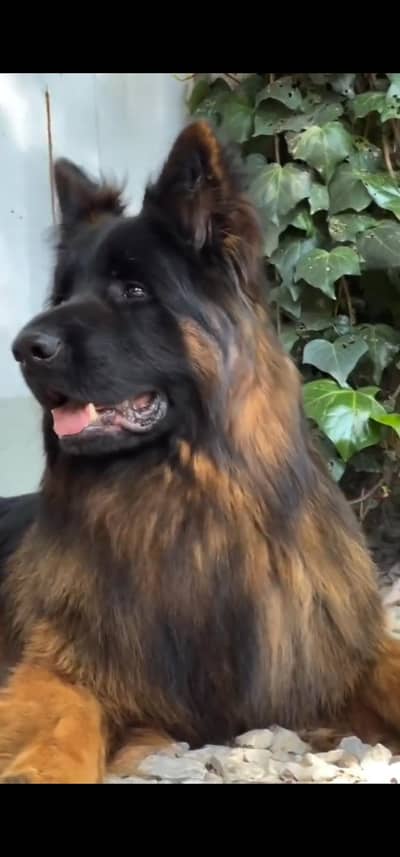 german shepherd male confram stud