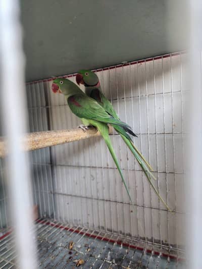 Confirm % breeder pair hai size dekhlo ankhon ka ring dekhlo