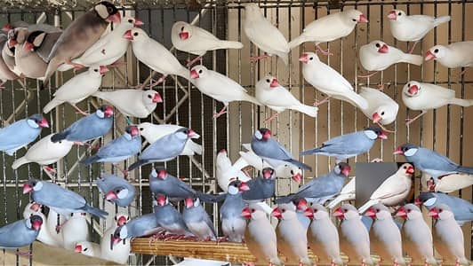 White & Silver young breeding pairs for sale. Gulberg karachi