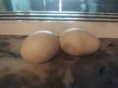 duck eggs