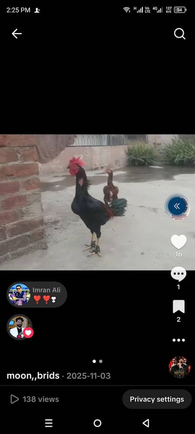 barmi penass chick s,, lasani breed,, light Verma pear