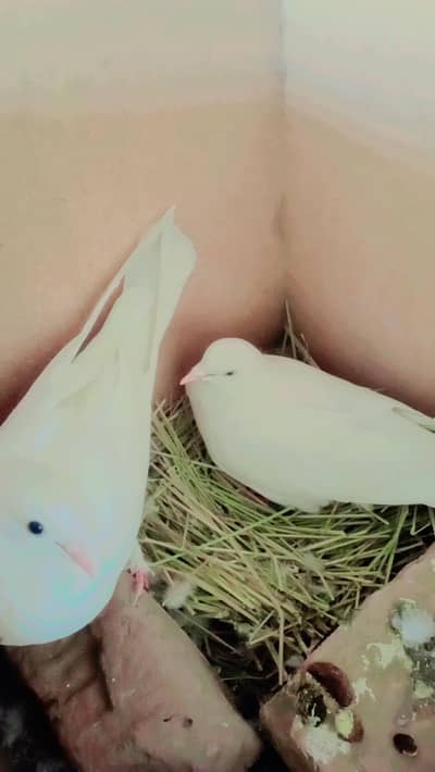 نر پرانے لکوے میں ہے بچے بھی ساتھ دو گا سوٹی جوڑا کبوتر کا