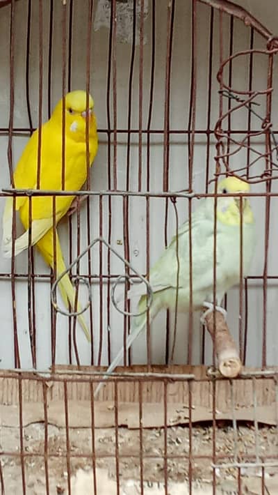 Rainbow & Red eyes Mix Pair