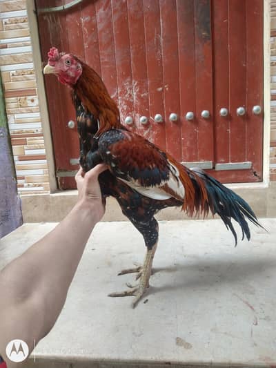 pholya jhagiri aseel