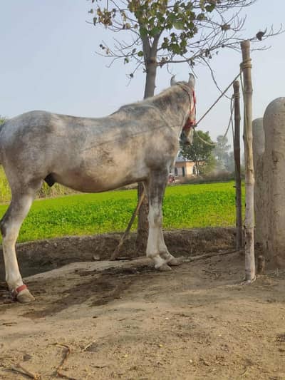 A Great Choice For A 5 Marla Residential Plot Available In DHA Phase 8 - Block Z6