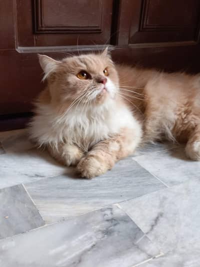 Persian triple coated brown and white adult female for sale 1 year age