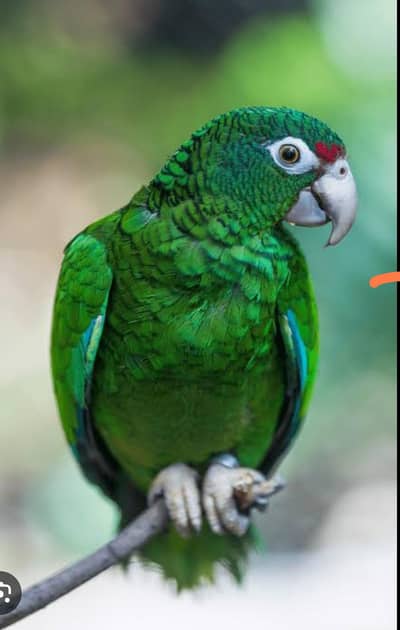 Selling my green Parrot