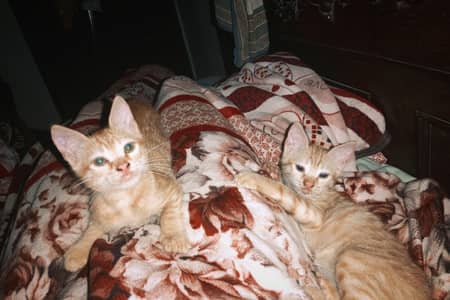 pair of 2 months old orange kittens