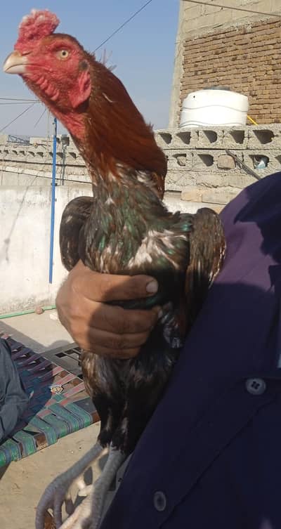 Mianwali aseel healthy and active