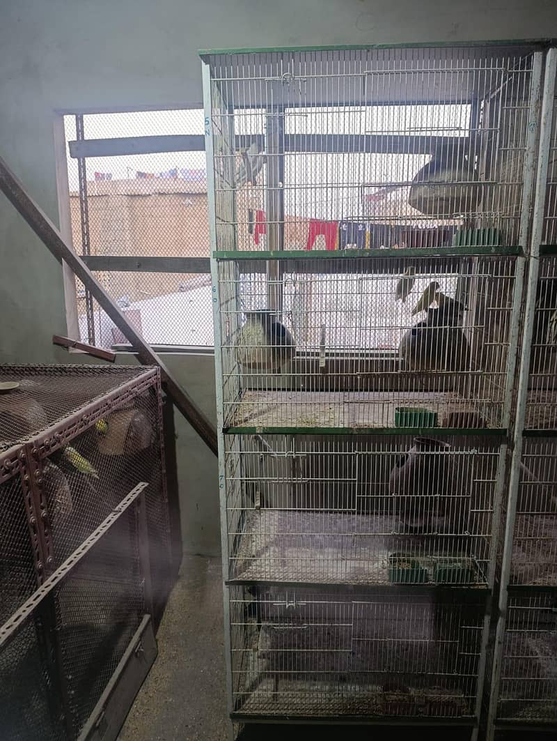 cages 4