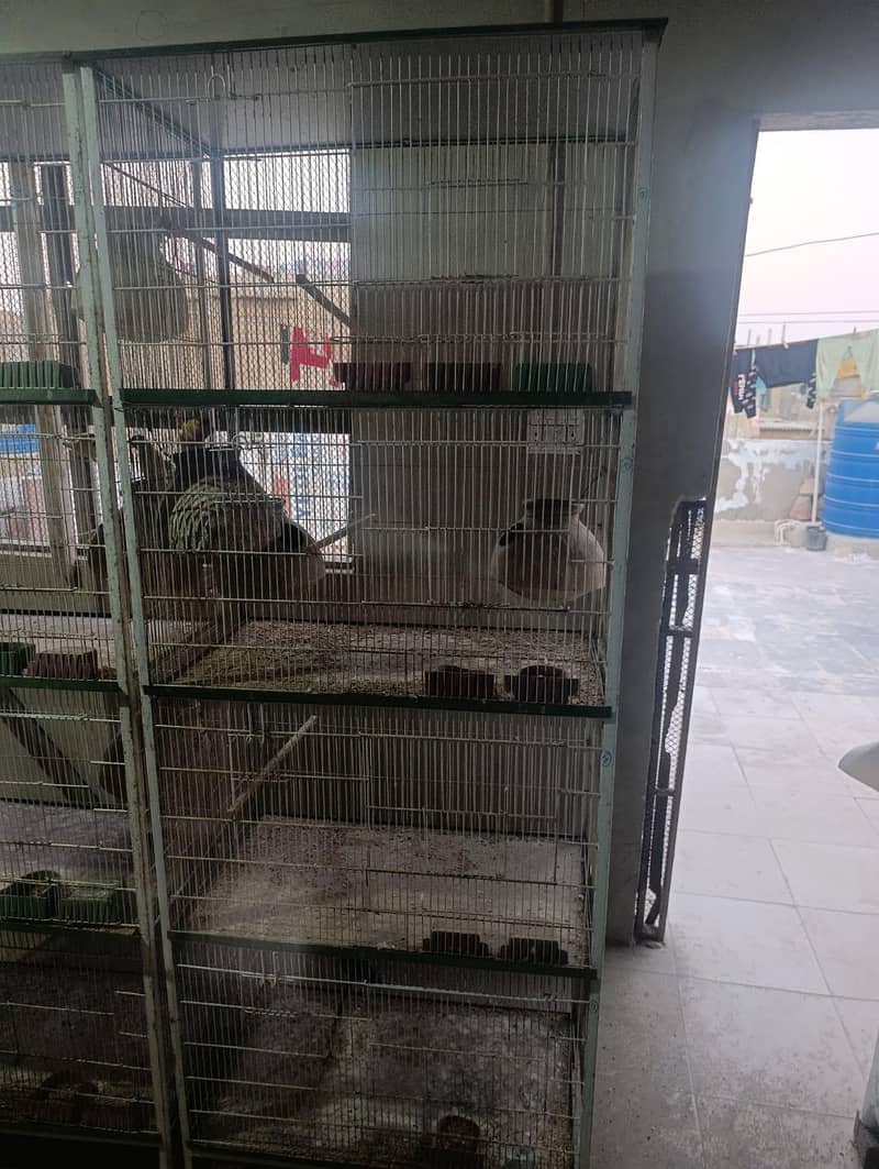 cages 7