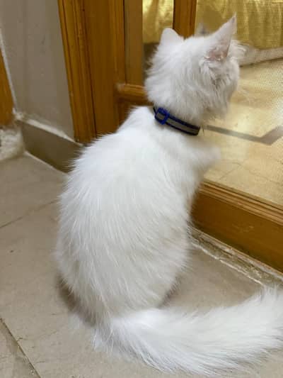 Long Coat Perian Cat