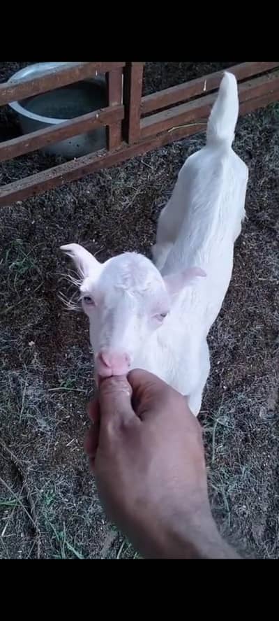 Teddy male available