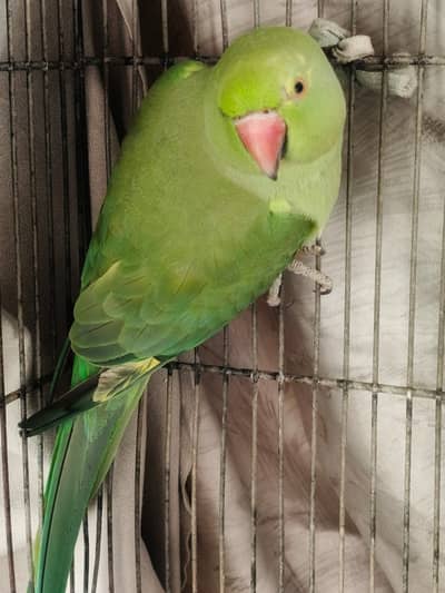 Healthy 10-Year-Old Female Green Parrot – Friendly & Well-Cared For