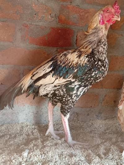 Aseel Jawa murgha for Sale