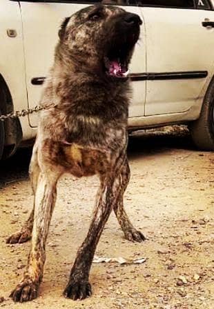 afgan khuchi male for sale