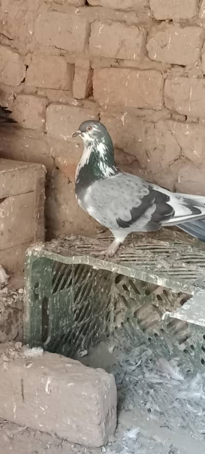 God size healthy bird