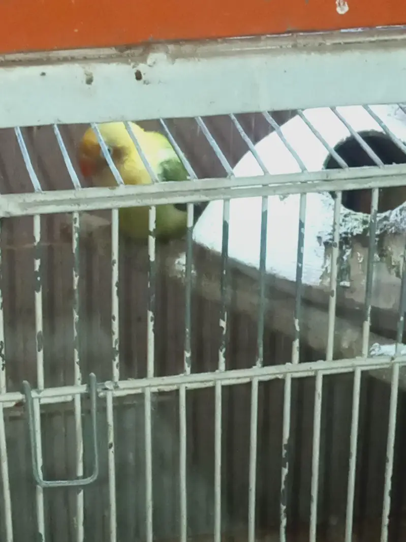 Parrots | lovebirds | cocktails | Birds For Sale — photo 2