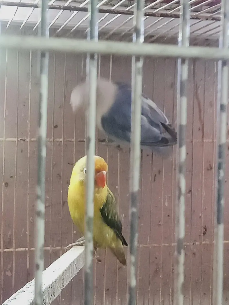 Parrots | lovebirds | cocktails | Birds For Sale — photo 5