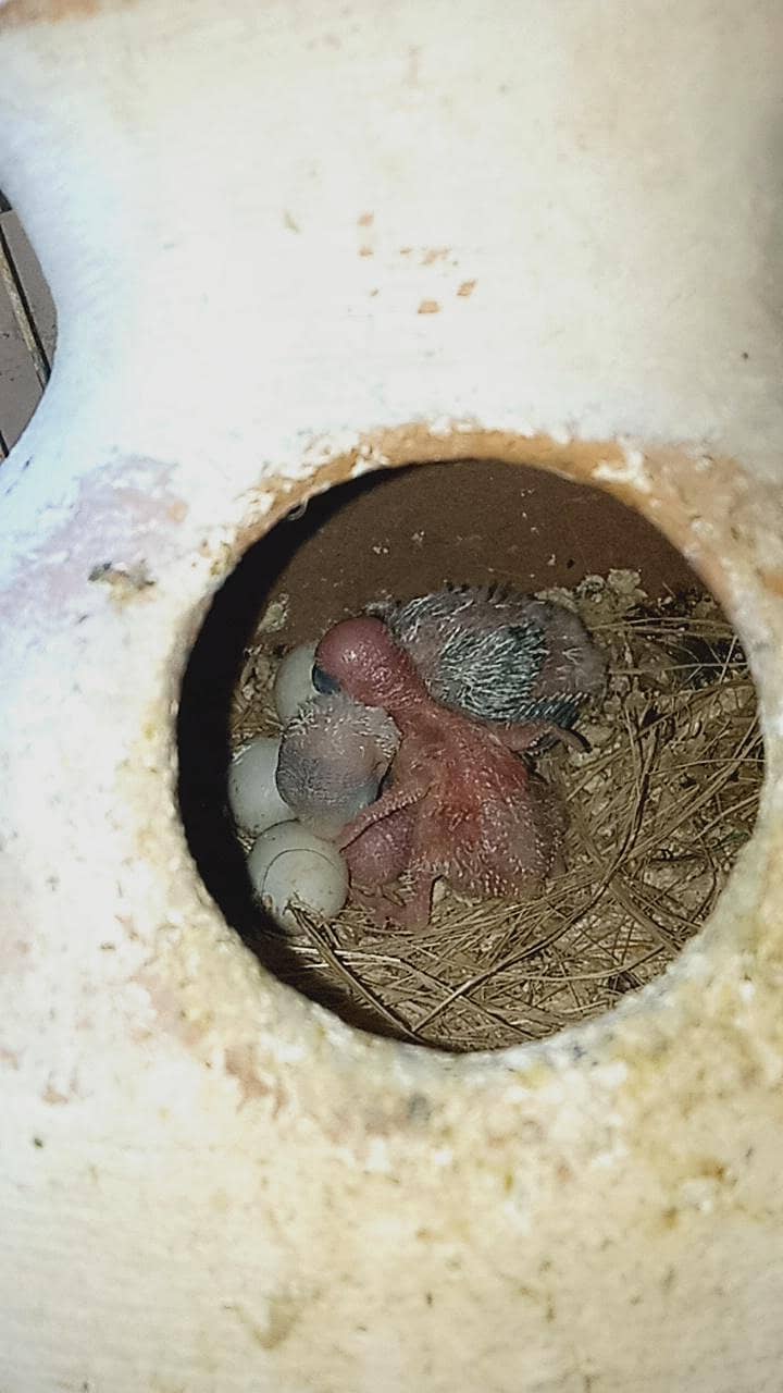 Parrots | lovebirds | cocktails | Birds For Sale - Parrots - 1111435813
