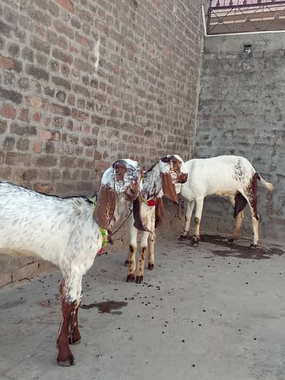 Makhi cheeni  beetal goat Sath Bakra air path