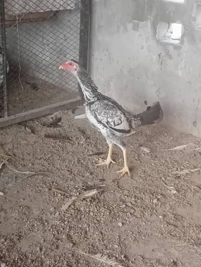 aseel pathy for sale